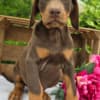 Stunning Female Doberman Puppy – Loyal, Smart, and Family-Raised photo 3