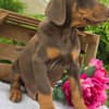 Stunning Female Doberman Puppy – Loyal, Smart, and Family-Raised photo 4
