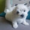Adorable Maltese Puppies Ready for Their Forever Homes photo 1