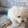 Adorable Maltese Puppies Ready for Their Forever Homes photo 2