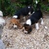 Beautiful KC Beagle Puppies photo 1