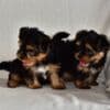 Yorkshire terrier 1 mini girl and two boys ready to new home photo 1