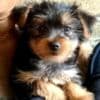 Yorkshire terrier 1 mini girl and two boys ready to new home photo 2