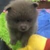 ?Fluffy Pomeranian Puppies for sale?KC reg? photo 1