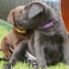 Beautiful Fox red labrador puppies photo 1