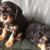 Cavalier King Charles spaniel puppies photo 1