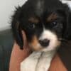 Cavalier King Charles spaniel puppies photo 2