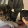 Adorable Stunning Jack Russell Pups photo 1