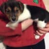 Adorable Stunning Jack Russell Pups photo 2