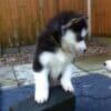 Adorable Siberian husky puppies photo 1
