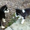 Adorable Siberian husky puppies photo 2