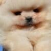 Pomeranian Boo Puppies photo 1