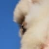 Pomeranian Boo Puppies photo 3