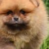 Pomeranian Boo Puppies photo 5