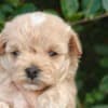 Maltese puppies photo 1
