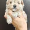 Maltese puppies photo 2