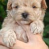 Maltese puppies photo 3