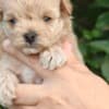 Maltese puppies photo 4