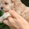Maltese puppies photo 5