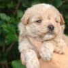 Maltese puppies photo 6