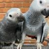Tamed and Talking African grey parrot babies for sale photo 5