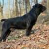 South African Mastiff – Boerboel Puppies photo 1