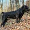 South African Mastiff – Boerboel Puppies photo 2