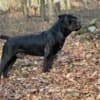 South African Mastiff – Boerboel Puppies photo 3