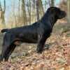 South African Mastiff – Boerboel Puppies photo 5