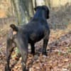 South African Mastiff – Boerboel Puppies photo 6