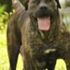 South African Mastiff – Boerboel Puppies photo 7