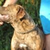 South African Mastiff – Boerboel Puppies photo 8