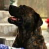 South African Mastiff – Boerboel Puppies photo 9