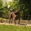 South African Mastiff – Boerboel Puppies photo 10