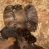 South African Mastiff – Boerboel Puppies photo 12