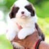 Border Collie Puppies photo 1