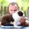 Border Collie Puppies photo 2
