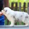 Border Collie Puppies photo 4