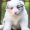 Border Collie Puppies photo 5