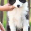 Border Collie Puppies photo 6