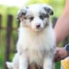Border Collie Puppies photo 7