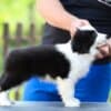 Border Collie Puppies photo 8