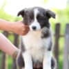 Border Collie Puppies photo 9