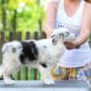 Border Collie Puppies photo 10