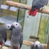 Tamed and Talking African grey parrot babies for sale photo 6