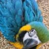 Young and tamed beautiful macaws for sale photo 1