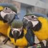 Young and tamed beautiful macaws for sale photo 2