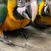 Young and tamed beautiful macaws for sale photo 3