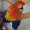 Young and tamed beautiful macaws for sale photo 4