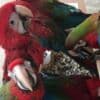 Young and tamed beautiful macaws for sale photo 5